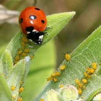 کنترل بیولوژیک